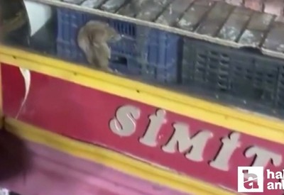 Çankaya'da simit tezgahında görülen fare herkesi şoke etti
