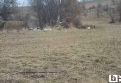 Kalecik'in yüksek yerlerinde yabani hayvanlar yemek ararken görüldü