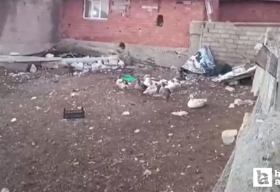 Ankara Elmadağ'da başıboş sokak köpekleri 16 kazı telef ettiler