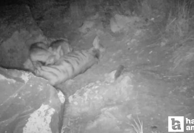 Fotokopana bu sefer çizgili sırtlan ve yavruları takıldı