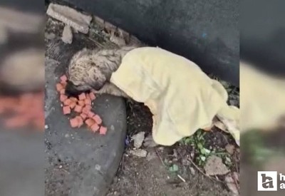 Gölbaşı'nda dere kenarında mahsur kalan yavru köpek kurtarıldı