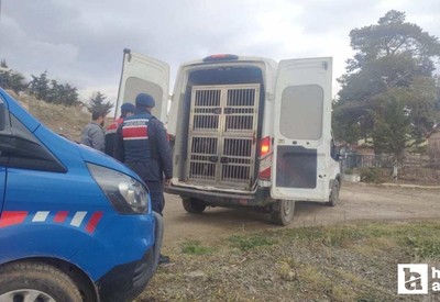 Kırıkkale'de köpek dövüşüne jandarmadan suçüstü baskını