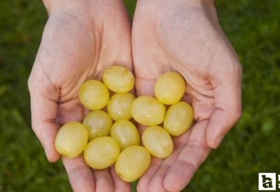 Yılbaşında 12 üzüm yemek ne anlama gelir, ne işe yarar? 12 üzüm ritüeli kuru üzüm olur mu?