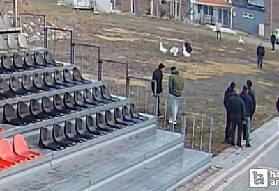 Çorum'da kaz dövüşünde yakalanan 70 kişiye ceza kesildi!