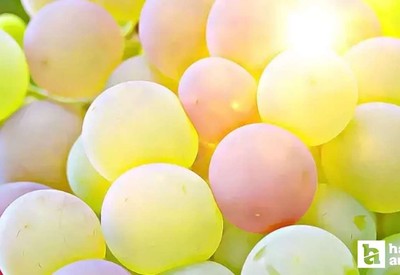 Masanın altında 12 üzüm yemek! Yeni yıla girerken yılbaşı ritüeli nasıl yapılır?