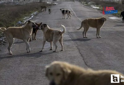 Ankara'da artan sahipsiz köpek saldırıları TBMM gündeminde!
