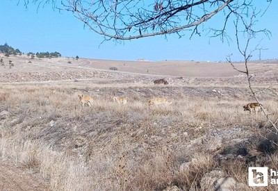 Keçiören'de köpekler 3 koyunu yaraladı