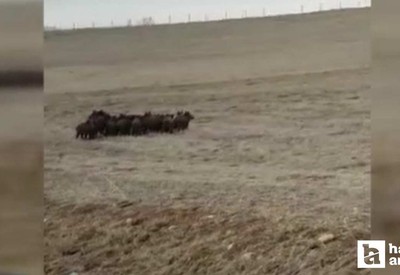 Ankara Elmadağ'da tarlaya giren domuz sürüsü güçlükle uzaklaştırıldı