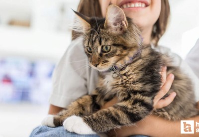 Kediler bizi iyileştirebilir mi? İşte kedi sahibi olmanın faydaları