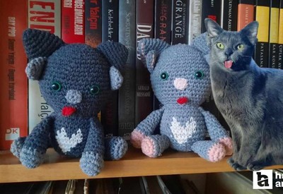 Ankara'da 4 kulaklı kedi Midas sosyal medya fenomeni oldu!
