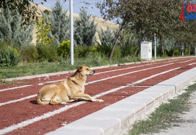 Ankara Gölbaşı'nda başıboş sokak köpeği tehdidi: Halk Başkan Odabaşı'na yorum yağdırıyor