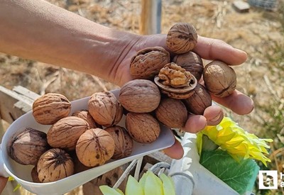 Cevizin insan sağlığına faydaları say say bitmiyor