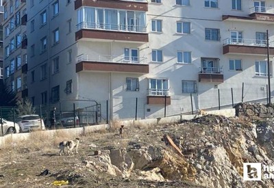 Mamak'ta sokak köpeklerinin saldırdığı kadını vatandaşlar kurtardı