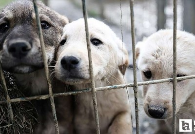 Ankara'da köpek hırsızlığı