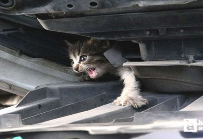 Kızılcahamam'da bir kedi elektrik direğinde mahsur kaldı