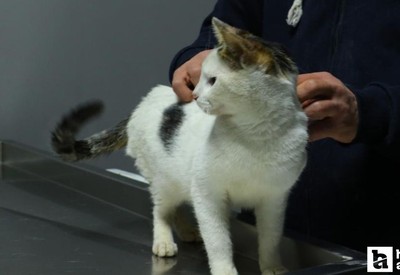 Ankara’da otoparktaki araçta kilitli kalan kedi tedavi sonrası sahiplendirilecek