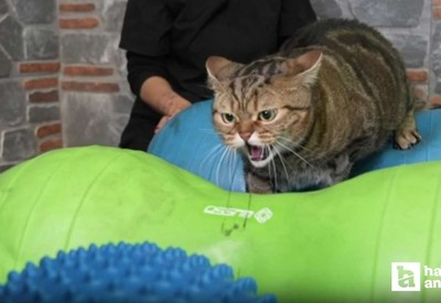 Ankara'da 'Simba' isimli kedi pilates yaparak zayıflıyor