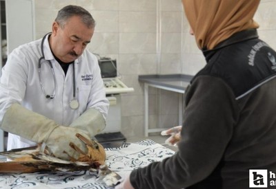 Ankara'da yaralı kızıl şahin bulundu: Tedavisi devam ediyor