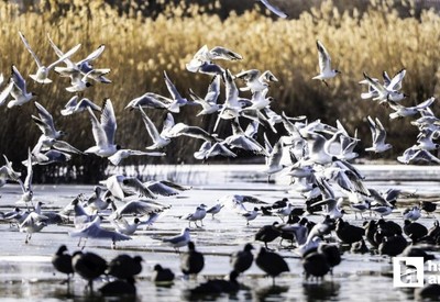 Mogan Gölü buz tuttu: Ankaralılar seyir keyfi yaşadı