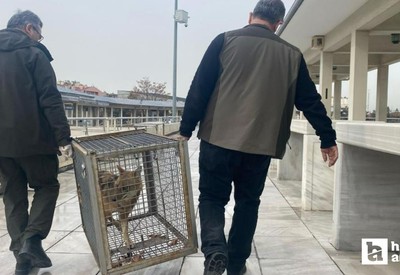 Çankaya'da tilkiler açlıktan Kocatepe Camii'ne sığındı