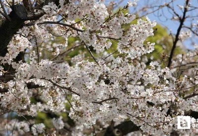 Japonya'nın simgesi Sakuralar'dan Tokyo'da görsel şölen!