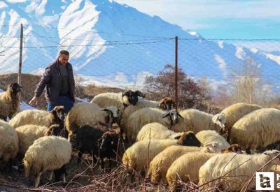 Hayvancılık destekleme başvuruları yarın başlıyor