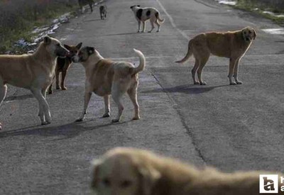 Elmadağ'da köpeklerin saldırısına uğrayan kadın yaşadığı korkuyu anlattı