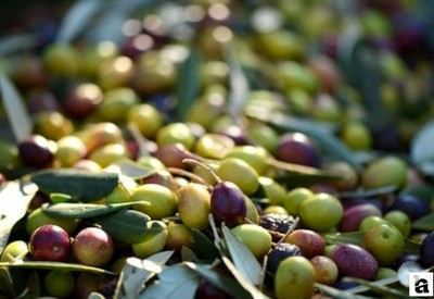 Sofralık zeytin üretiminde Türkiye zirveye yerleşti