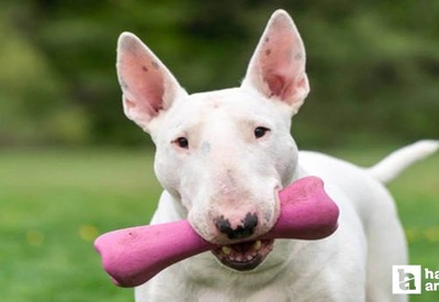 Yenimahalle'de 10 bin Euro değerindeki köpeği çalan şüpheli tutuklandı