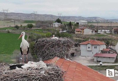 Baharın müjdeleyicisi leylek ve flamingolar Sarıyar Barajı'ndaki evlerine ulaştı