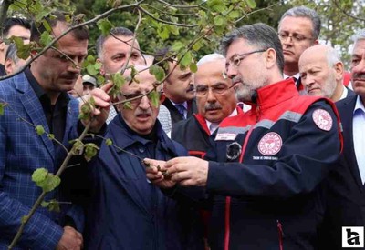 Zirai dondan etkilenen ağaçlara budama yapılmamalı