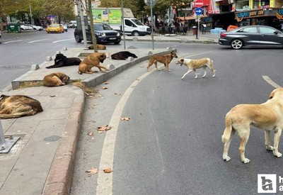 51 ildeki başıboş köpekler haziran ayına kadar toplanacak