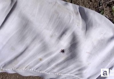 Yozgat'ta kene alarmı: Uzman isim uyardı