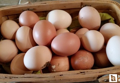 Yumurta hızlı bir şekilde düşmeye başladı: İşte sebebi