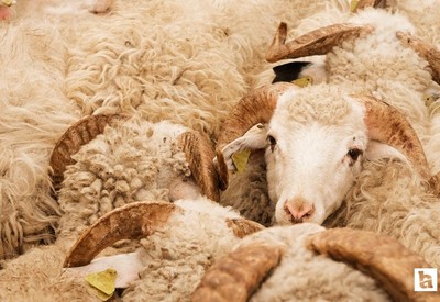 Etimesgut Belediyesi Kurban Satış Yeri Başvuruları yarın alınmaya başlanacak