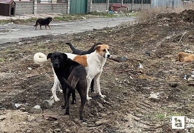 Hastalık taşıyan köpekleri Ankara'ya getiren sanıkların duruşması ertelendi