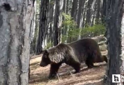 Kızılcahamam Soğuksu Milli Parkı'nda ayılar görülmeye başlandı