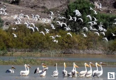 Nallıhan'da 31 Mayıs - 15 Haziran arasında foto safari yarışması düzenlenecek