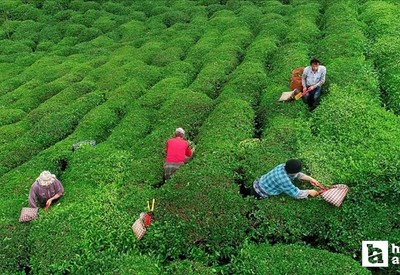 2025 yaş çay alım fiyatı açıklandı! 1 ton çay kaç TL oldu?