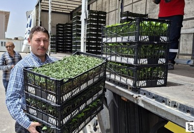 ABB'den Beypazarı'ndaki çiftçilere domates ve biber fidesi desteği