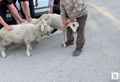 Polatlı'da koyun hırsızlığı jandarmaya yakalandı