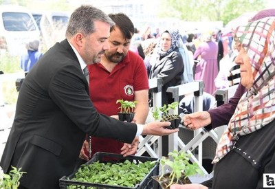 Pursaklar Belediyesi ata tohumu sebze fidesi dağıttı