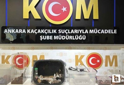 Ankara merkezli 5 ildeki operasyon: 96 egzotik hayvan ele geçirildi