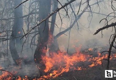 Beypazarı'nda orman yangını: Ekiplerin müdahalesi sürüyor