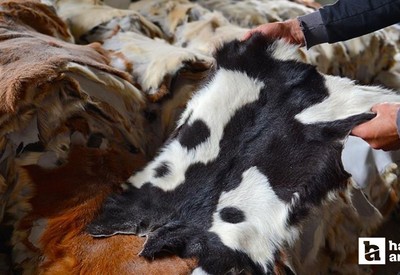 Ankara Büyükşehir Belediyesi kurban atıklarını ücretsiz toplayacak