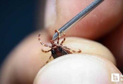 Ankara'da kene vakaları artmıştı: Doktorlardan kenelerle bulaşan hastalıklar hakkında uyarı!