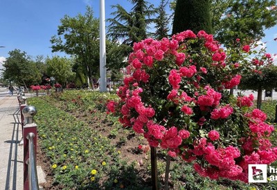 Sincan Belediyesi park ve bahçeleri çiçekler ile süslüyor