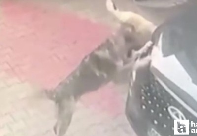 Ankara'da sahipsiz köpekler otomobile saldırdı!