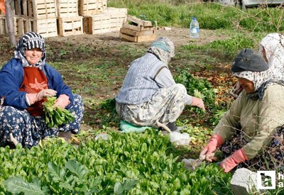Beypazarı'nda tarım işçilerinin günlük yevmiye ücreti ve çalışma saatleri belirlendi
