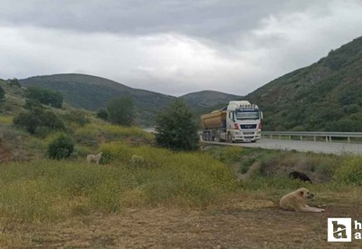 Çubuk'ta başıboş köpekler buzağıyı parçaladı, sahiplerine saldırdı